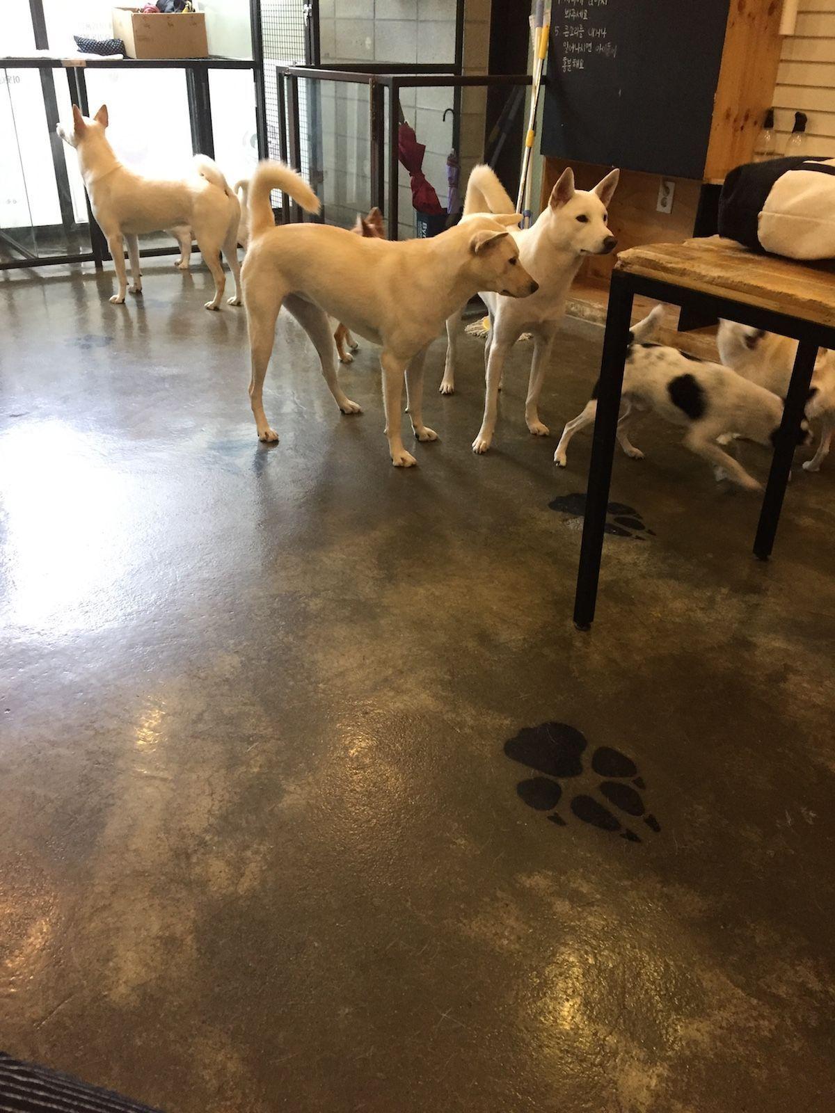 Dogs at KARA dog café socializing in an open space, emphasizing a welcoming area for dogs to interact freely.