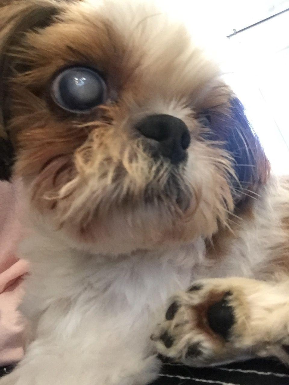 A Shihtzu with one cloudy blue eye comfortably resting at KARA dog café, highlighting the nurturing care given to pets with special needs.