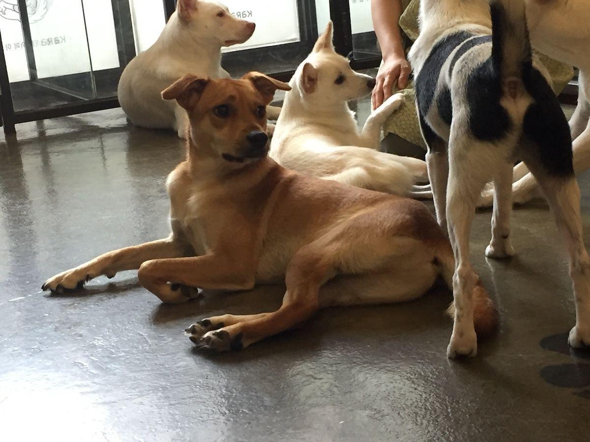 A mixed-breed dog laying relaxed on the floor of KARA dog café, enjoying the open space.
