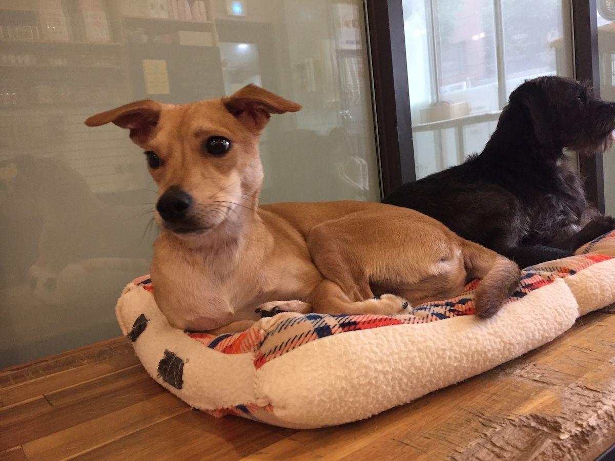 A tan dog resting on a plush blanket at KARA dog café, showcasing the comfortable accommodations for canine guests.