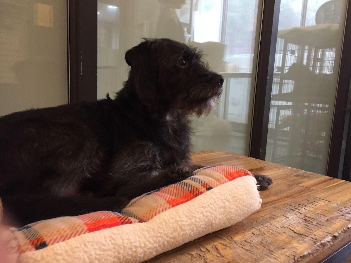 A black dog resting attentively on a wooden table at KARA dog café, illustrating a peaceful and pet-friendly setting.