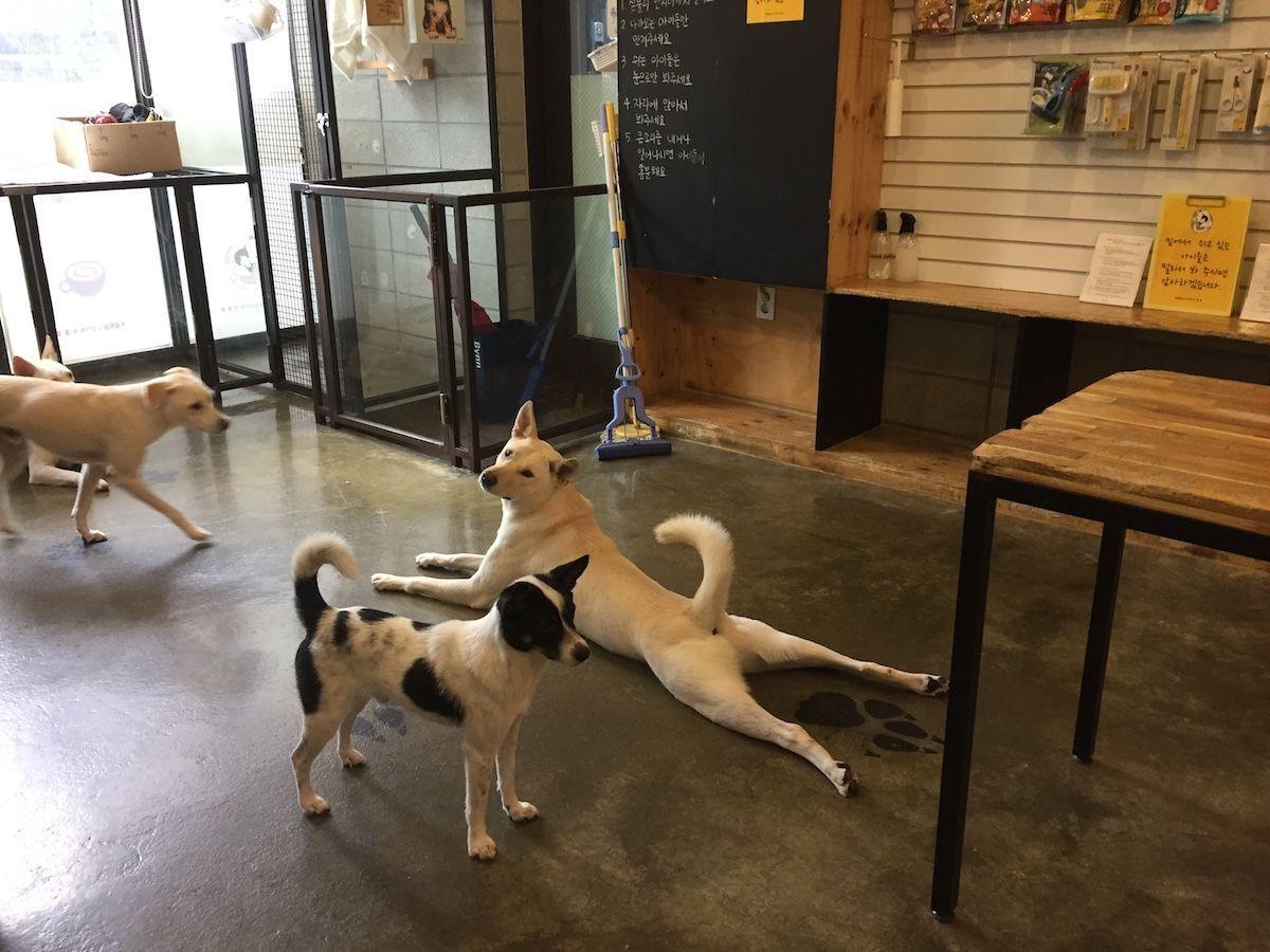 Various dogs resting and playing on the floor at KARA dog café, depicting a lively and interactive social environment.