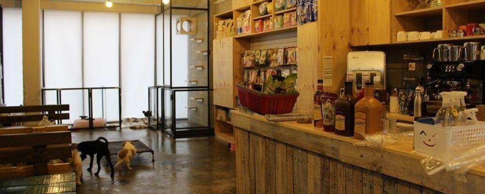 Inside the KARA dog café, displaying a basic setup with minimalistic furnishings to prioritize comfort for dogs.
