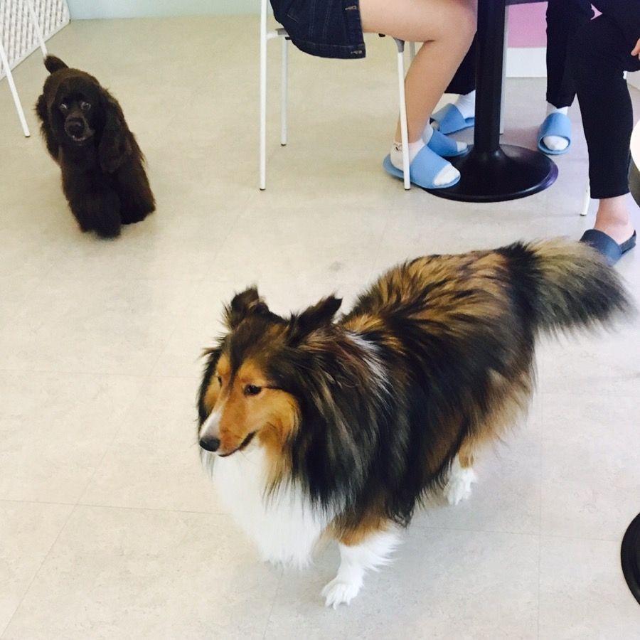 Two dogs exploring inside Puppy Cafe Sang Sang, capturing a moment of curiosity and companionship.
