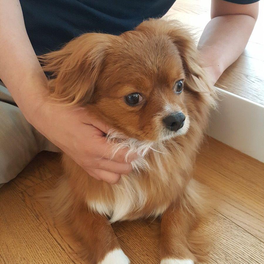 在狗狗咖啡廳Sang Sang Cafe中，一位顧客正輕柔地撫摸一隻棕色毛髮的狗，營造溫馨且友好的氛圍。