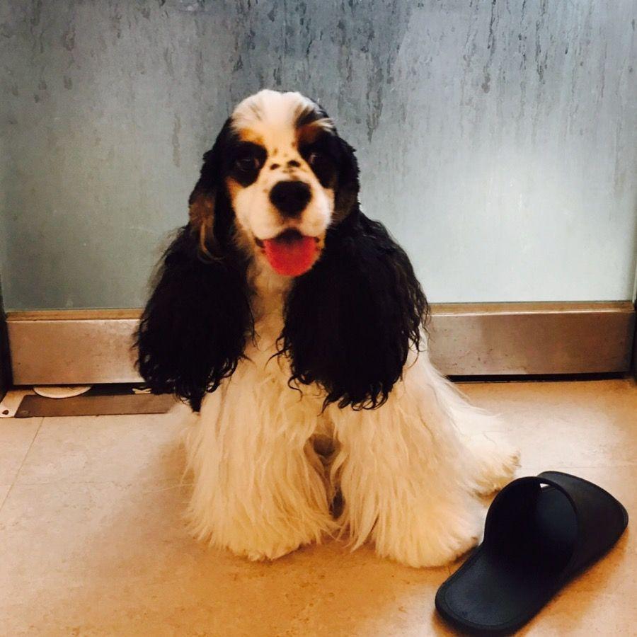 A happy dog with long fur sitting indoors at Puppy Cafe Sang Sang, illustrating the friendly and welcoming environment for pets.