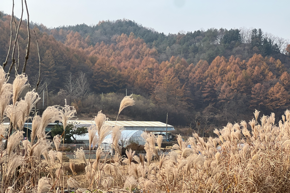 韓国地方旅行、韓国観光地、江原道、カンウォンド、春川、チュンチョン、江村レールバイク、金裕貞駅