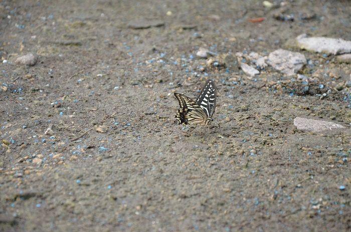 An abandoned structure beside the swimming pool at Seoul National University, partially covered in artwork and surrounded by wild plants.