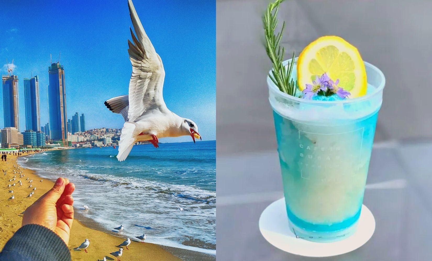 Cẩm nang quán cà phê Haeundae Busan năm 2025 dành cho người địa phương