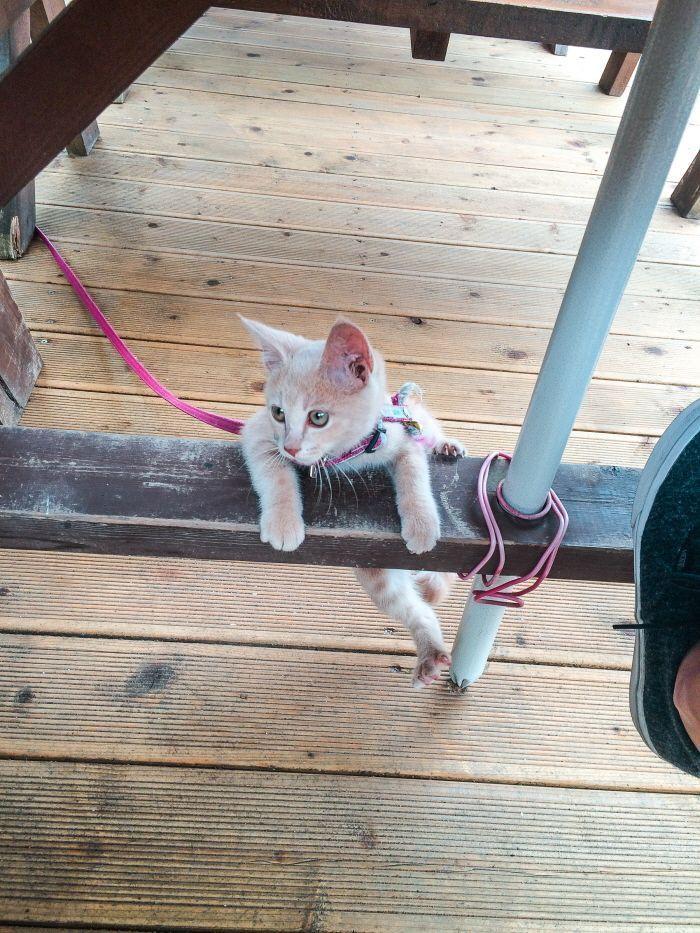 View of the café from a distance, highlighting its unique design.