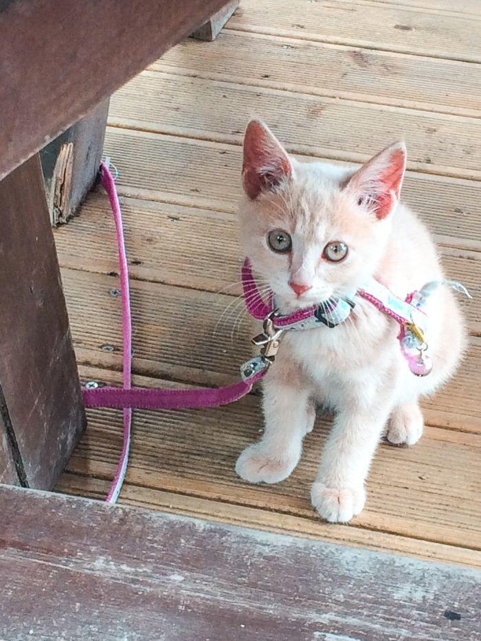 The adorable kitten relaxing in the sun at Café Tiffany.