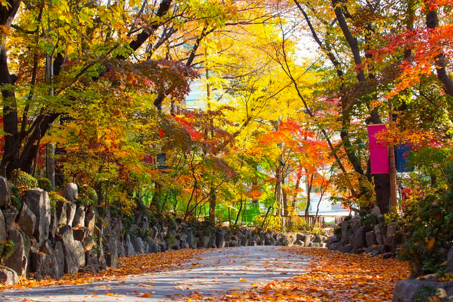 ソウル、ソウル旅行、韓国観光、韓国紅葉、紅葉名所、南山公園、ソウルの森、景福宮、昌徳宮、徳寿宮石垣道、汝矣島漢江公園、オリンピック公園、慶熙大学、梨花女子大学