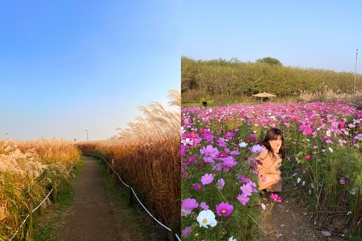 Haneul Park in Seoul featuring a path through tall reeds and a field of blooming flowers under a clear blue sky.