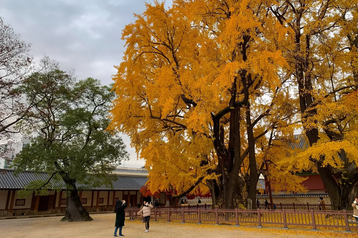 ソウル、ソウル旅行、韓国観光、韓国紅葉、紅葉名所、南山公園、ソウルの森、景福宮、昌徳宮、徳寿宮石垣道、汝矣島漢江公園、オリンピック公園