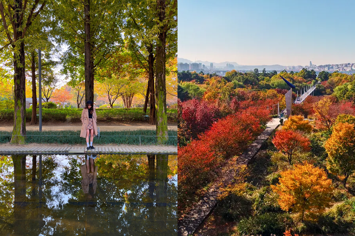 Scenic view of Seoul Forest during autumn with a walkway lined with colorful fall foliage in Seongdong-gu, Seoul.