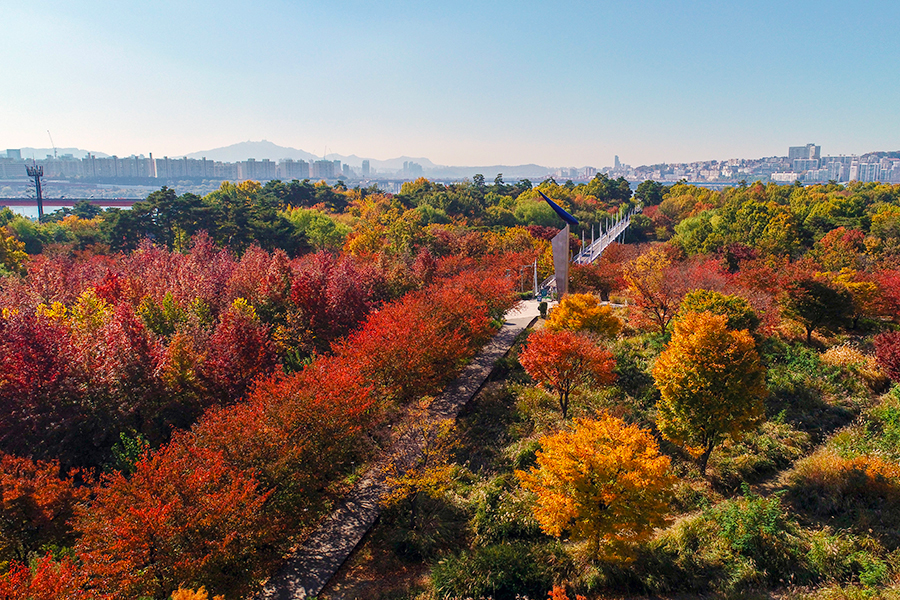 ソウル、ソウル旅行、韓国観光、韓国紅葉、紅葉名所、南山公園、ソウルの森、景福宮、昌徳宮、徳寿宮石垣道、汝矣島漢江公園、オリンピック公園