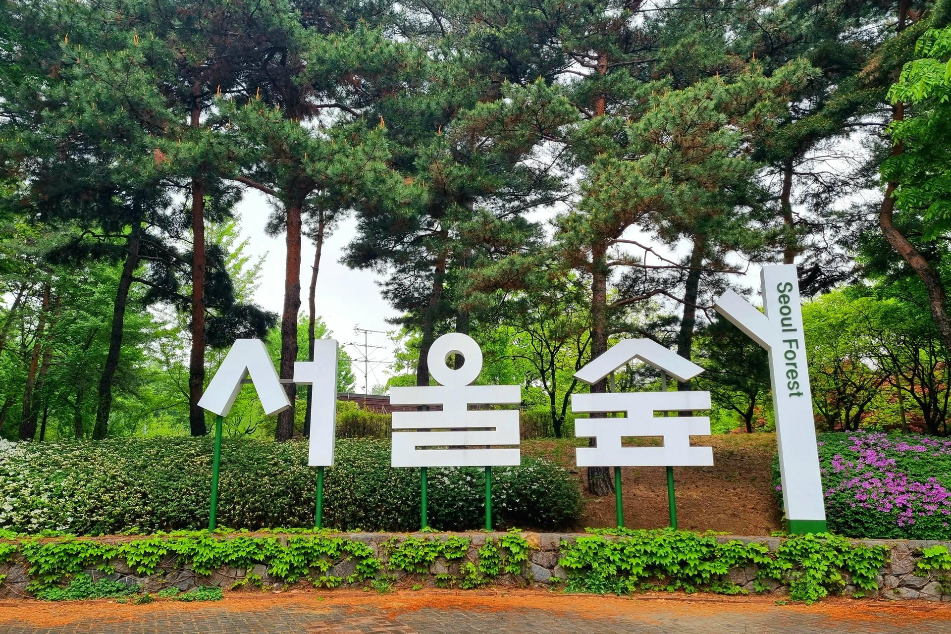 Công viên rừng Seoul (Seoul Forest): Khu rừng xanh mát giữa lòng Seoul