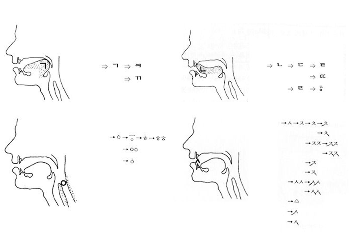 Diagram showing the anatomy of pronunciation related to the creation of Hangul, reflecting its scientific basis.