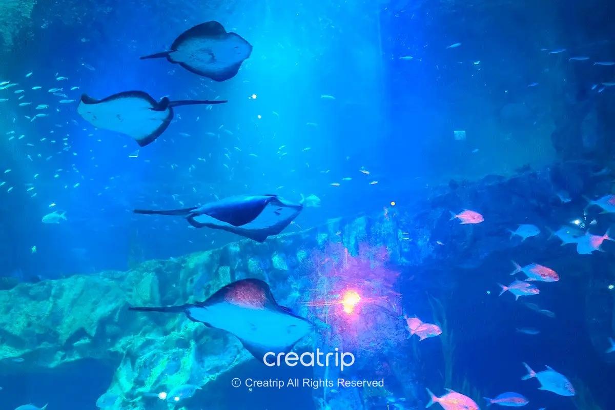 水槽を泳ぐエイと魚