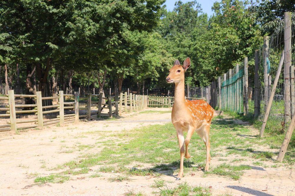 A majestic deer walking freely in Seoul Forest, providing visitors with an immersive nature experience.
