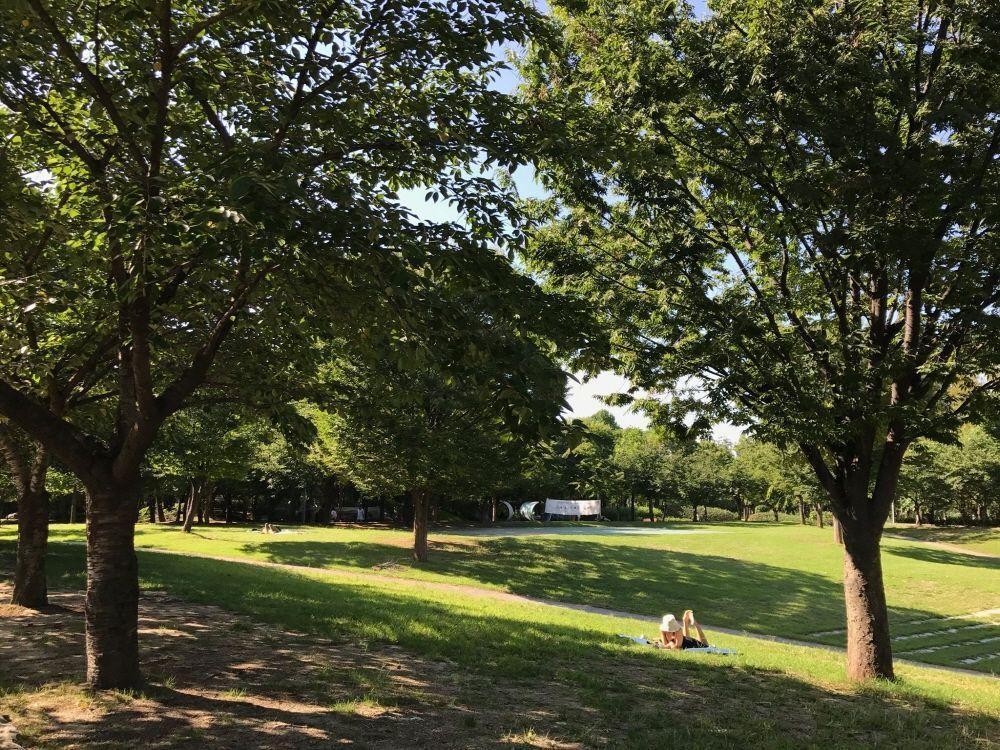 A peaceful view of Seoul Forest (Seoul's Green Space), surrounded by lush trees and sunlight filtering through, perfect for a relaxing outing.
