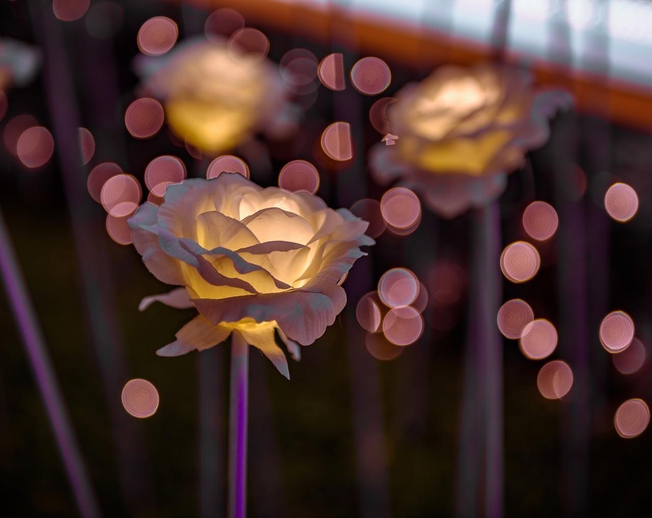 korea, seoul, dongdaemun, shopping, rose garden, ddp, plaza, digital plaza, night market, clothes shopping, jokbal, pork trotters, dongmyo market, stationery market, toy street