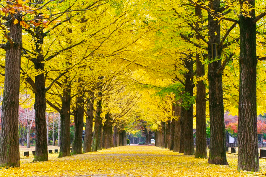 韓國 秋天 景點