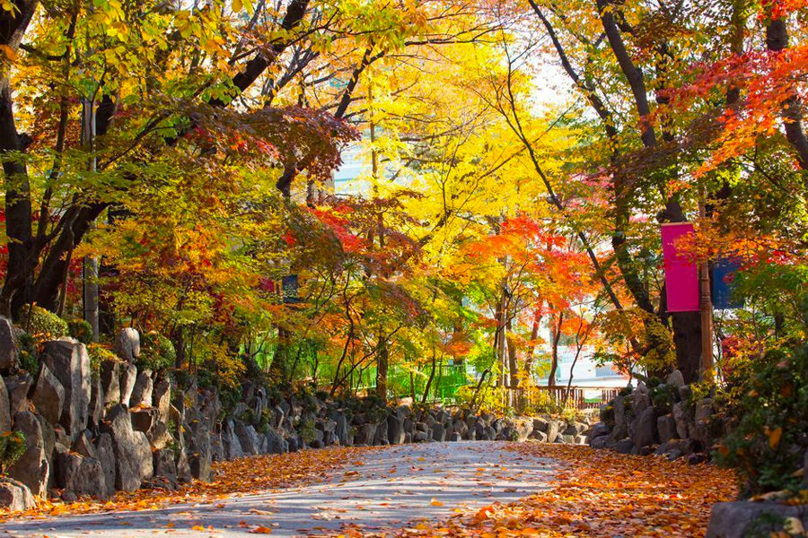 韓國 秋天 景點