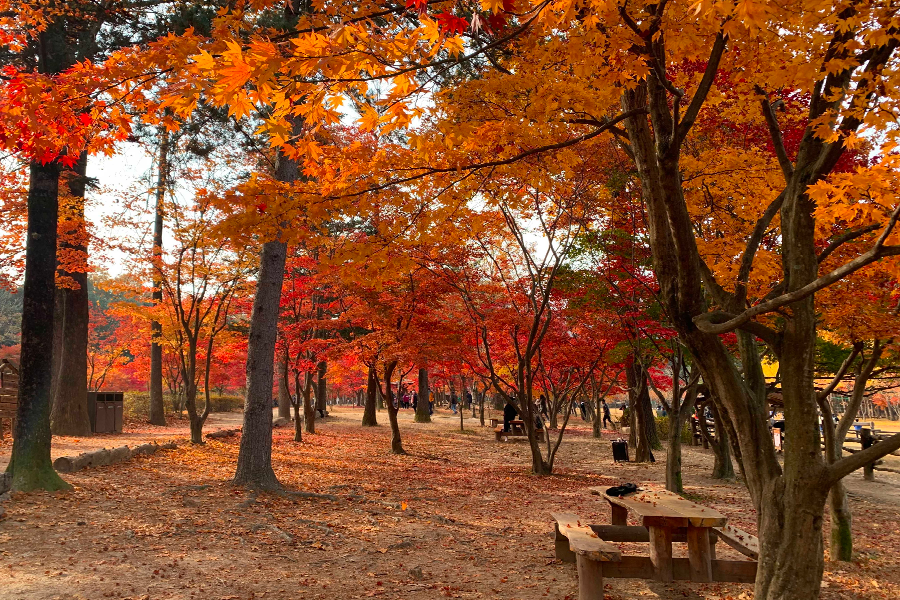 韓國 秋天 景點