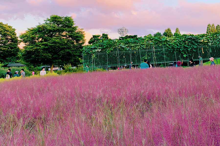 韓國 首爾 秋天 粉色芒草 推薦