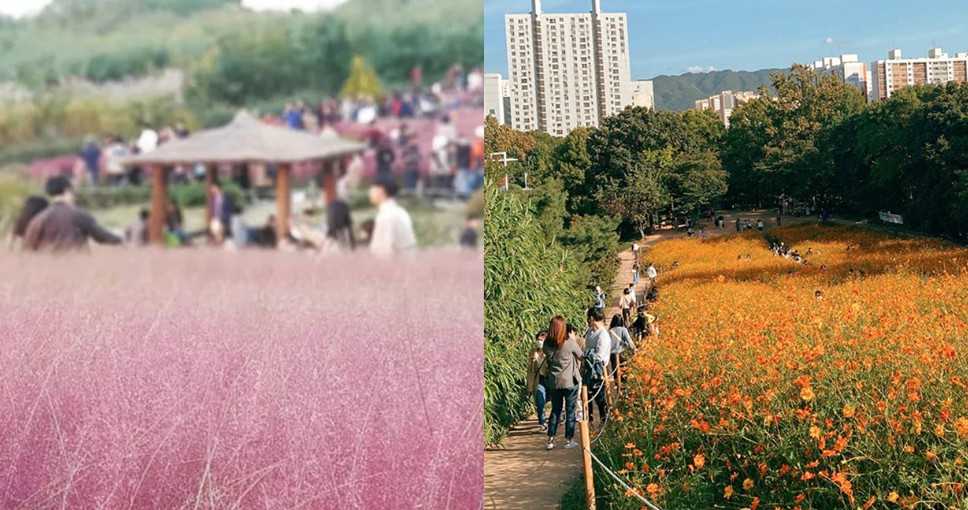 สถานที่ที่ห้ามพลาดในช่วงฤดูใบไม้ร่วงในโซล 🍁