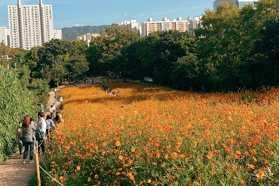 韓國 秋天 景點