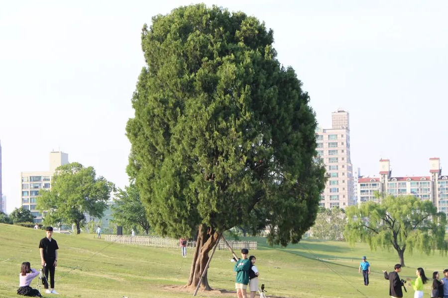 首爾 楓葉 2025韓國