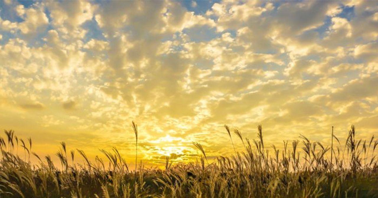 Haneul Park: Eine Attraktion, die man im Herbst unbedingt besuchen muss