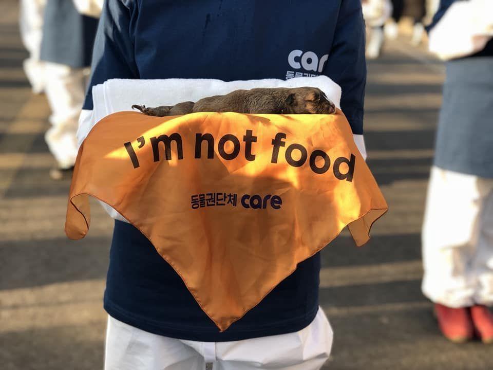 抗议者怀抱写有“不是食物”字样的布条，背景淡化。