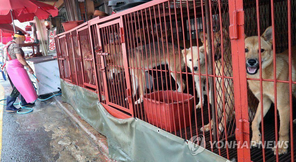 韩国市场中多只狗被圈养在铁笼中，背景为市场摊位。