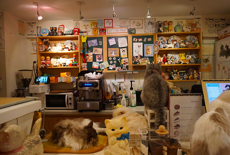 猫咪咖啡馆内部，周围充满猫咪装饰和实际的猫咪在柜台休息
