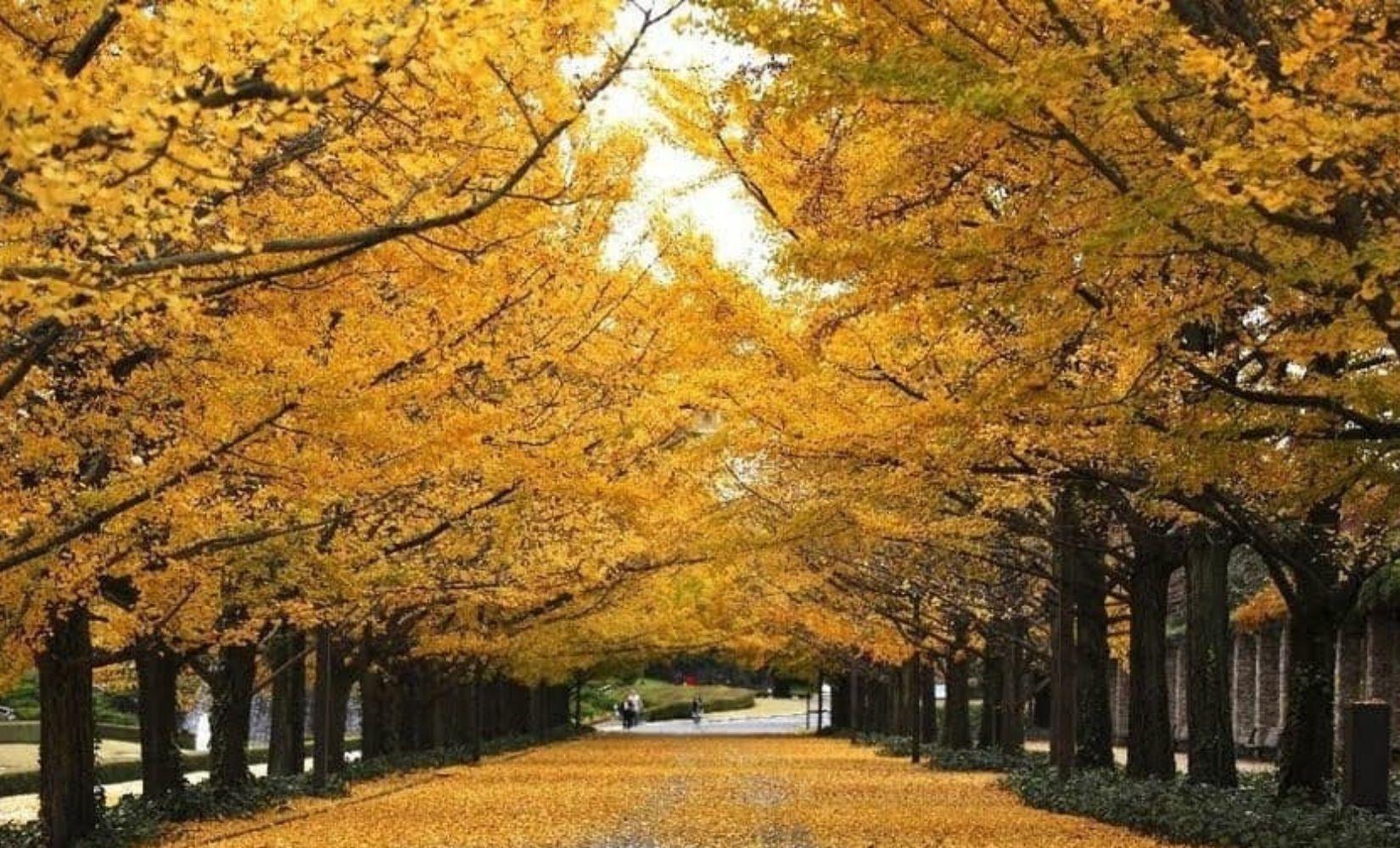 Tổng hợp 8 con đường cây ngân hạnh đẹp nhất mùa thu ở Seoul, Hàn Quốc