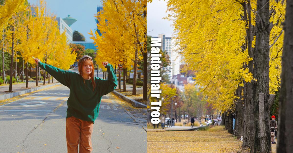 首爾市區銀杏景點整理