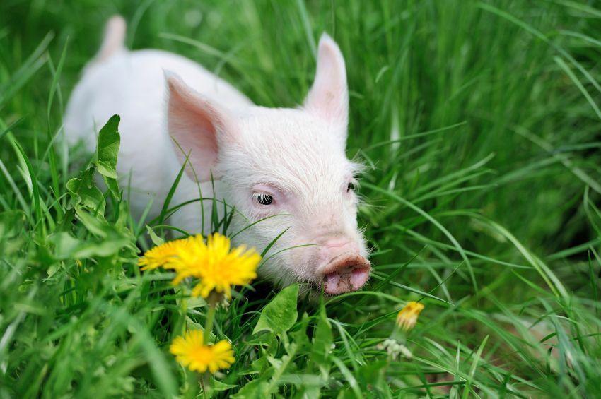 韓国で信じられている迷信、韓国迷信、韓国怪談話、怪談、韓国文化、韓国の言い伝え、韓国面白い話、カルチャー、韓国ニュース、韓国人気、韓国言い伝え、韓国話題、韓国豚、毒リンゴ、血液型、扇風機、韓国カップル、韓国カップル事情、カップル、徳寿宮