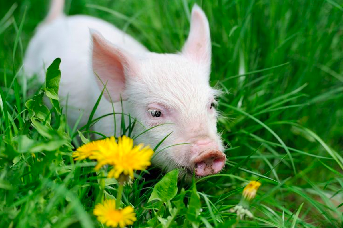 夢見豬會帶來財富 韓國迷信