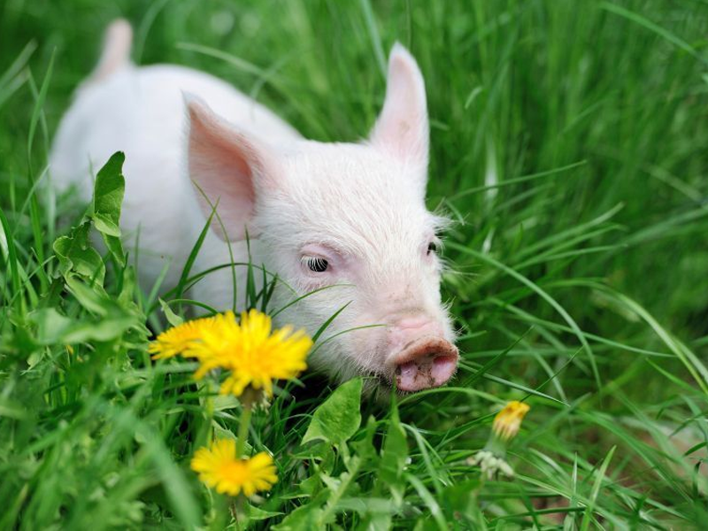 Mơ thấy heo là tốt