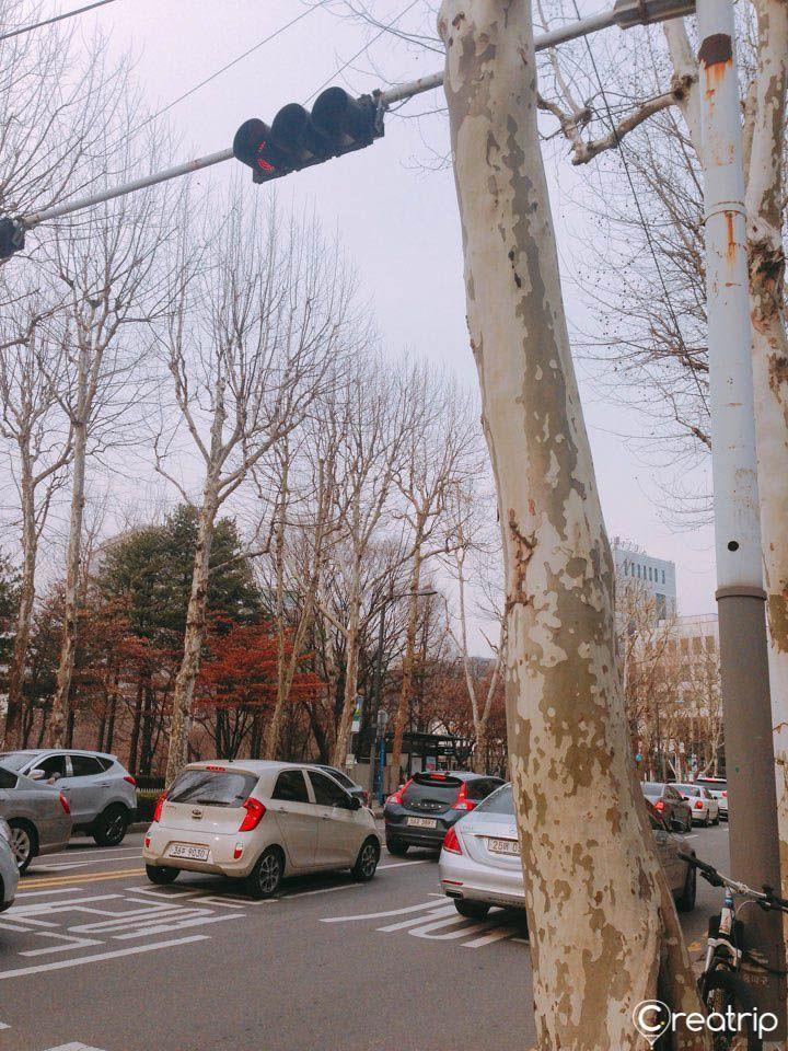 中国 韩国街道，秋季，车辆穿梭，信号灯和道旁树木。