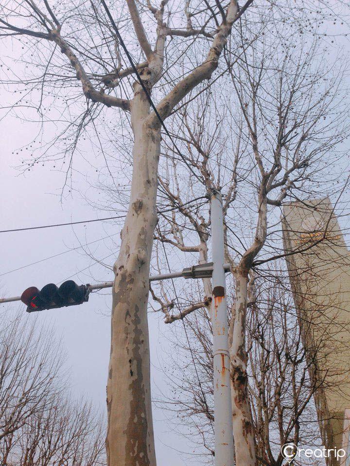 中国 韩国街道，秋天，枫树，信号灯，繁忙的交通环境。