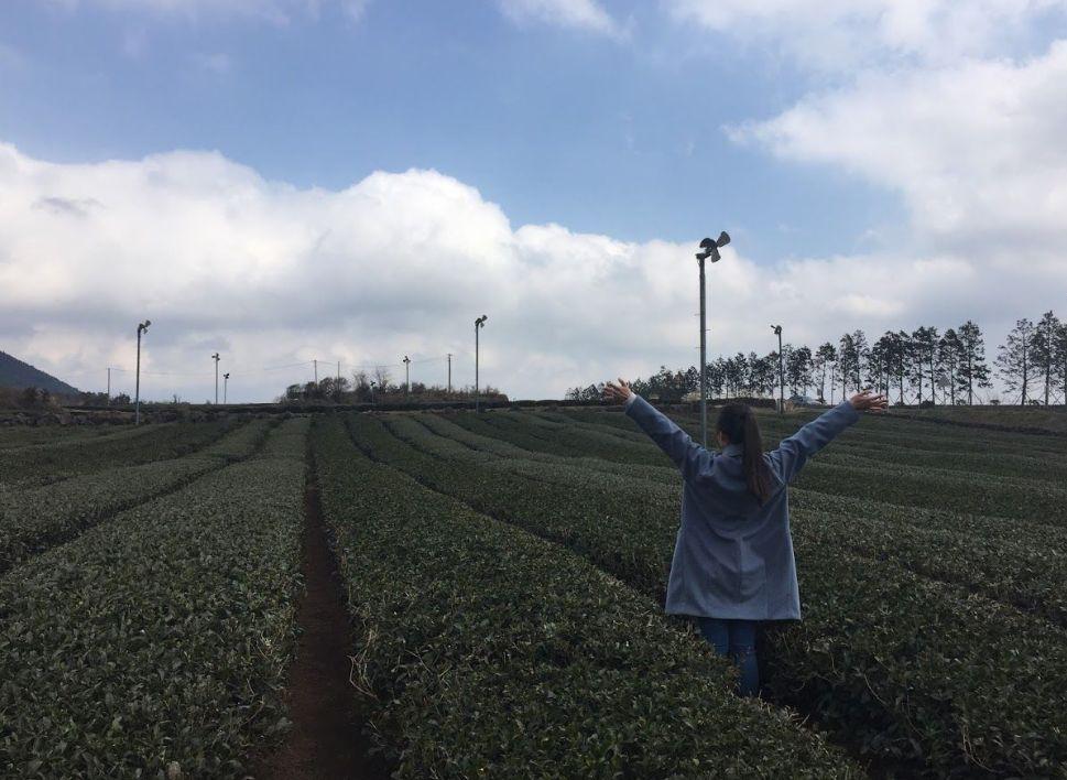 2025 Jeju Island Top 10 Cafe Recommendations