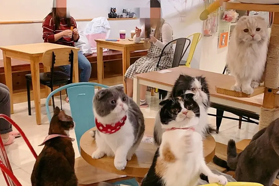 首爾明洞 咖啡廳 必去明洞咖啡店 明洞咖啡廳推薦