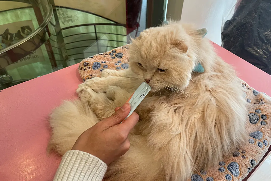 首爾明洞 咖啡廳 必去明洞咖啡店 明洞咖啡廳推薦