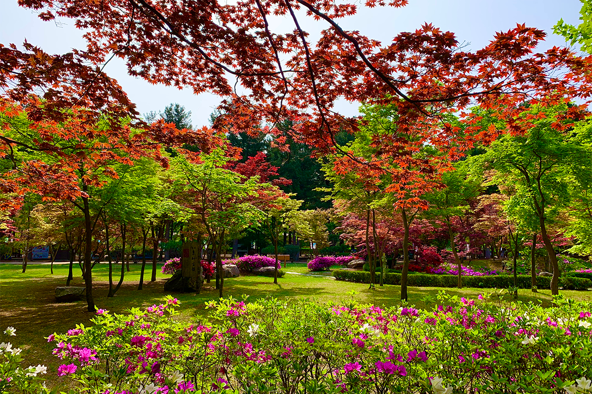 南怡島打卡 百楓密苑