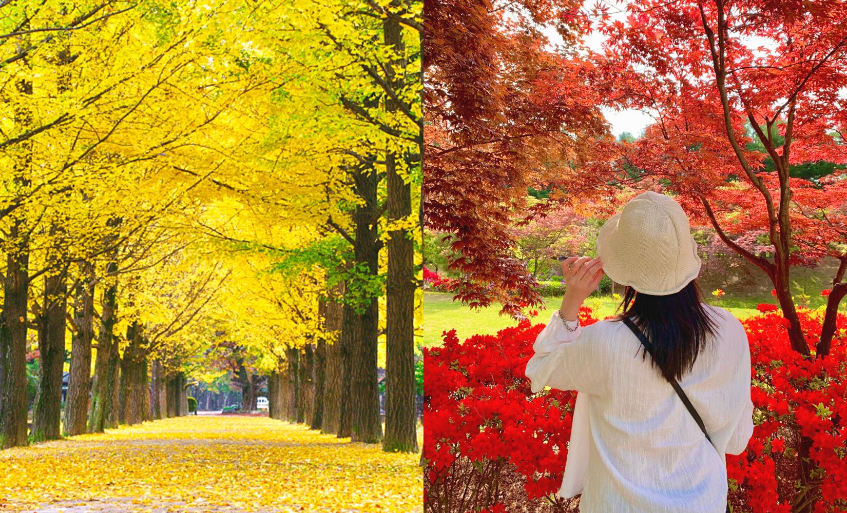 Đảo Nami: Địa điểm du lịch đẹp 4 mùa nổi tiếng nhất gần Seoul, Hàn Quốc