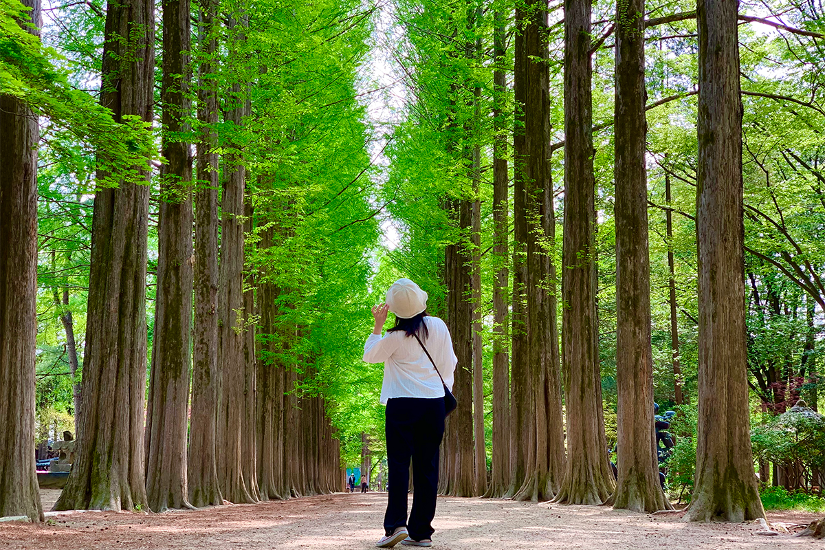 南怡島打卡 水杉路